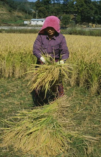 SOUTH KOREA, Farming, Woman harvesting rice.