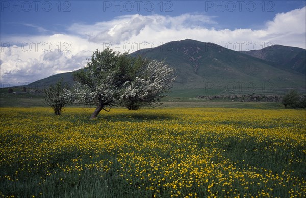 ARMENIA, Landscape, View towards tree in field of buttercups in springtime