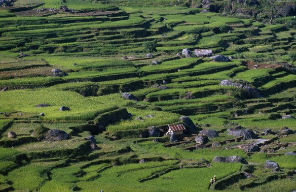 INDONESIA, Toraja, Rice terraces