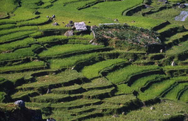 INDONESIA, Toraja, Rice terraces