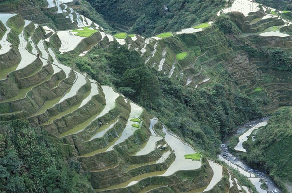 PHILIPPINES, Luzon Island, Near Banaue, Rice terraces