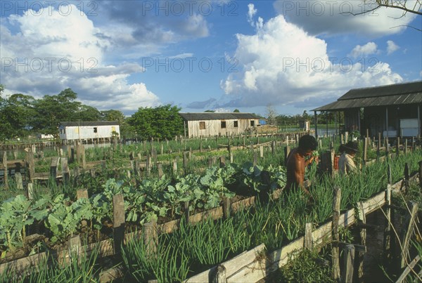 BRAZIL, Amazonas, Sitio Sao Jose, People working on raised vegetable beds along the River Amazon near Itacoatiara.