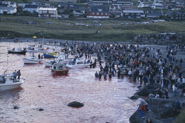 DENMARK, Faroe Islands, Streymoy Island, Torshavn.  Grindadrap traditional killing of pods of pilot whales.  Crowds gathered on beach to watch flotilla of small fishing boats bring in whale carcasses.
