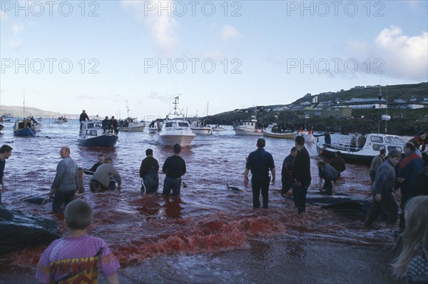 DENMARK, Faroe Islands, Streymoy Island, Torshavn.  Grindadrap traditional killing of pods of pilot whales.  People on beach watching flotilla of small fishing boats bring in whale carcasses.