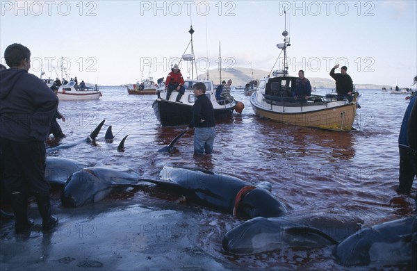 DENMARK, Faroe Islands, Streymoy Island, Torshavn.  Grindadrap traditional killing of pods of pilot whales.  People on beach meeting flotilla of small fishing boats bringing in whale carcasses.