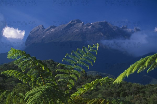 MALAYSIA, Borneo, Sabah, Mount Kinabalu.  Granite peak rising from national park with tree ferns in the foreground.
