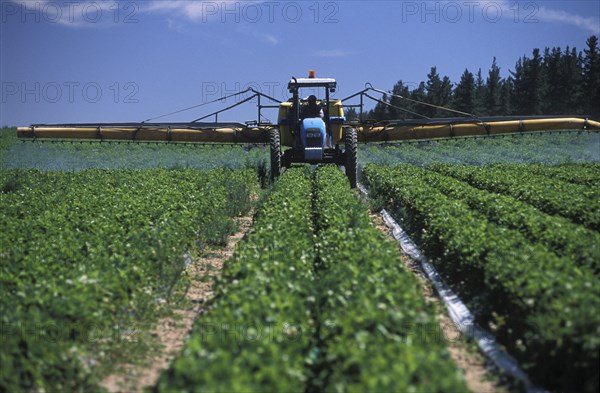 SOUTH AFRICA, Western Cape, Stellenbosch, Agricultural farm labourer spraying strawberry fields at Mooiberg fruit and vegetable farm