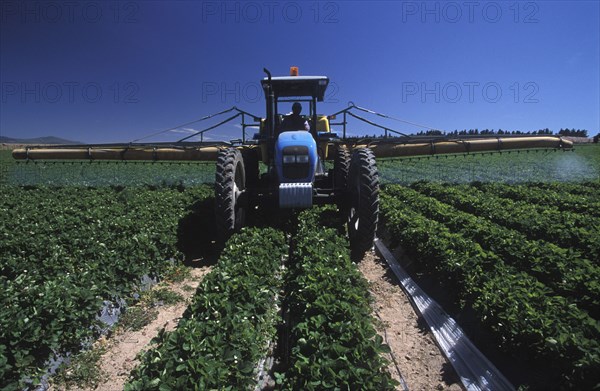 SOUTH AFRICA, Western Cape, Stellenbosch, Agricultural farm labourer spraying strawberry fields at Mooiberg fruit and vegetable farm