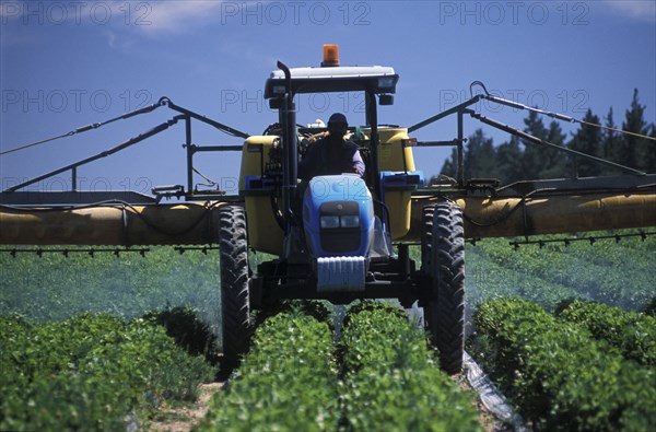 SOUTH AFRICA, Western Cape, Stellenbosch, Agricultural farm labourer spraying strawberry fields at Mooiberg fruit and vegetable farm