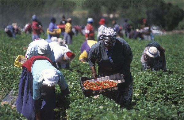 SOUTH AFRICA, Western Cape, Stellenbosch, Agricultural farm labourers picking strawberries at Mooiberg fruit and vegetable farm