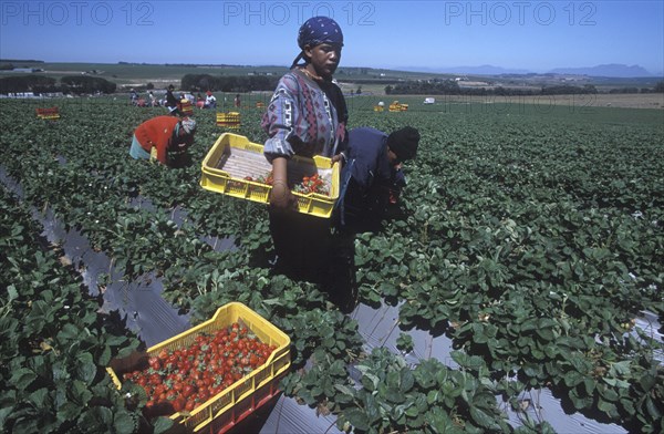 SOUTH AFRICA, Western Cape, Stellenbosch, Agricultural farm labourers picking strawberries at Mooiberg fruit and vegetable farm