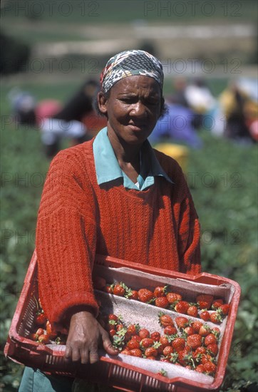 SOUTH AFRICA, Western Cape, Stellenbosch, Agricultural farm labourer with a basket of strawberries at Mooiberg fruit and vegetable farm