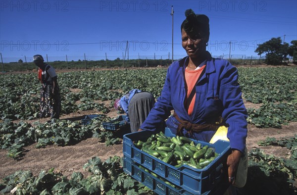 SOUTH AFRICA, Western Cape, Stellenbosch, Agricultural farm labourers picking cucumbers at Mooiberg fruit and vegetable farm