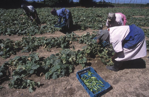 SOUTH AFRICA, Western Cape, Stellenbosch, Agricultural farm labourers picking cucumbers at Mooiberg fruit and vegetable farm