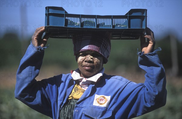 SOUTH AFRICA, Western Cape, Stellenbosch, Agricultural farm labourer with basket of cucumbers at Mooiberg fruit and vegetable farm