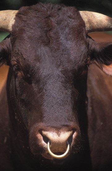 SOUTH AFRICA, Western Cape, Stellenbosch, Portrait of a domestic bull cattle at Mooiberg fruit and vegetable farm