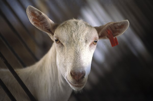 SOUTH AFRICA, Western Cape, Stellenbosch, Portrait of a goat prior to being milked at Fairview goats cheese and wine estate