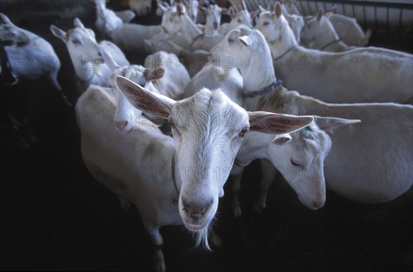 SOUTH AFRICA, Western Cape, Paarl, Herd of goats prior to being milked at Fairview goats cheese and wine estate