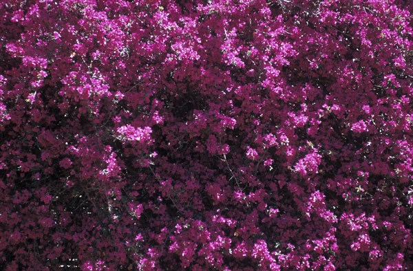 SOUTH AFRICA, Western Cape, Riebeek Kasteel, Close up of a Bougainvillea plant with purple pink flowers