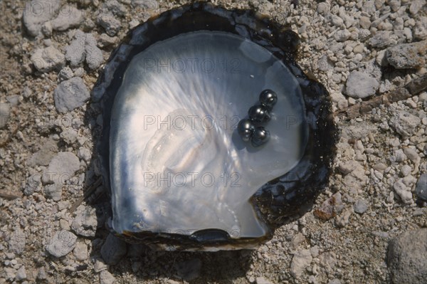 PACIFIC ISLANDS, French Polynesia, Tuamotu Islands, Manihi.  Open half of oyster shell with four black pearls.