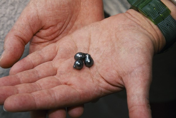 PACIFIC ISLANDS, French Polynesia, Tuamotu Islands, Manihi.  Black pearls held in palm of hand.