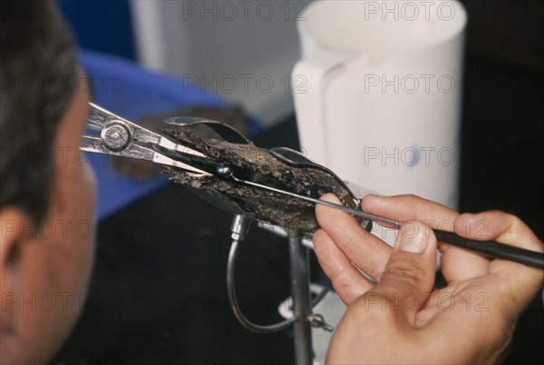 PACIFIC ISLANDS, French Polynesia, Tuamotu Islands, Manihi.  Man removing black pearl from oyster shell held in clamp.