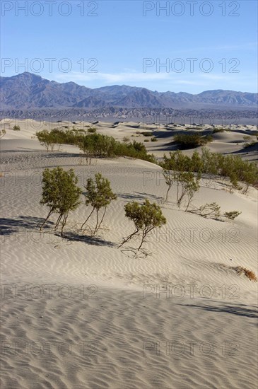USA, California, Death Valley, View over sandy desert landscape with scattered trees toward rocky horizon