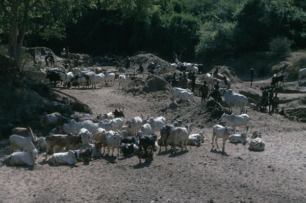UGANDA, Karamoja, Tribal People, Karamojong cattle herd being watered at wells dug into dry river bed.  Markings and brands on cattle indicate clan ownership.