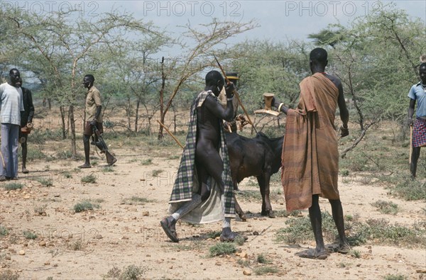 UGANDA, Karamoja  , Karamojong warriors sacrificing bull at Akuidakin ceremony calling for rain.