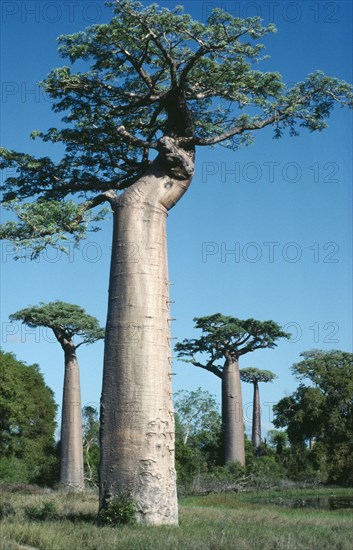 MADAGASCAR, Vegetation, Baobab trees with one in the foreground with pegs in its trunk used as a ladder to reach and knock down the fruit