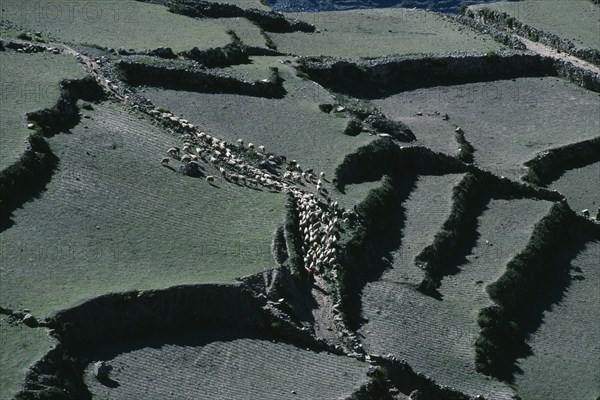 BOLIVIA, La Paz, Charazani, Aerial view over flock of sheep being taken out to pasture in terraced fields.