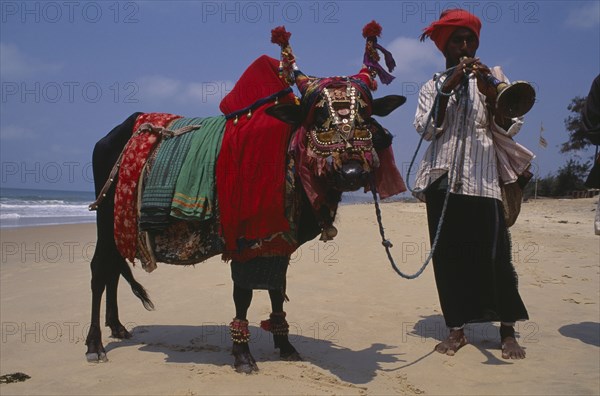 INDIA, Goa, Calangute, Lambani gypsy playing wind instrument and leading cow with highly decorated harness on beach.