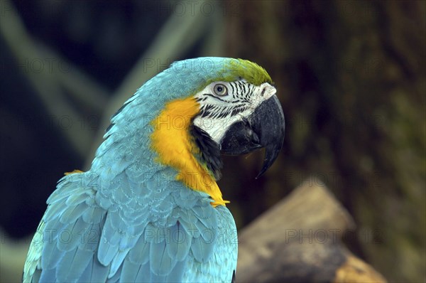 SINGAPORE, Jurong, Jurong Bird Park. Profile shot of a yellow green and blue Parrot