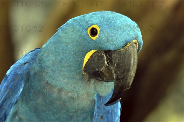 SINGAPORE, Jurong, Jurong Bird Park. Portrait of a green and blue Parrot