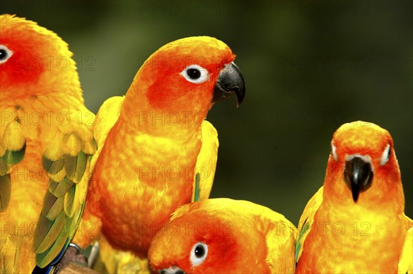 SINGAPORE, Jurong, Jurong Bird Park. Group of yellow and red Parakeets