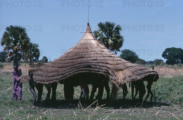 20050046 SUDAN  Architecture Dinka moving thatched roof of hut.