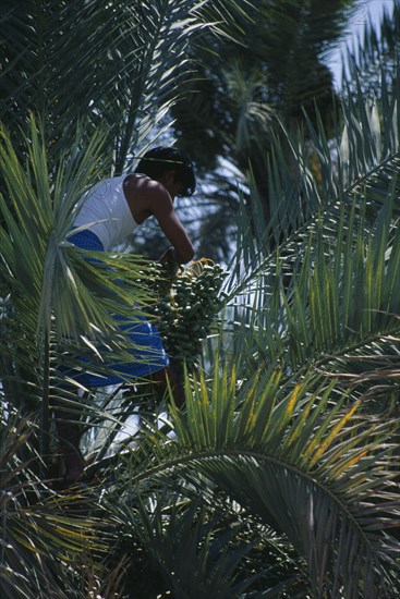 OMAN, Nakhl, Man picking dates in a tree