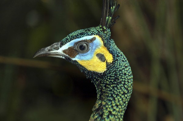 SINGAPORE, Jurong, Jurong Bird Park. Head shot of a green feathered Peacock with yellow and blue colouring around its eye