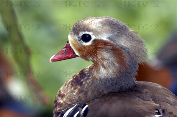 SINGAPORE, Jurong, Jurong Bird Park. Portrait of a duck