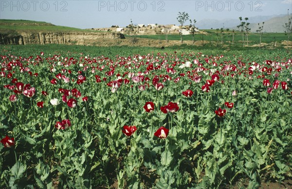 PAKISTAN, Drugs, Field of opium poppies.