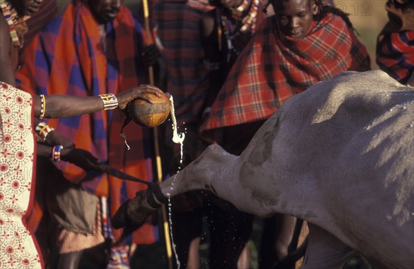 KENYA, Kajiado, Maasai tribal elders pour milk onto a sacrificial bull. The bull wil be slaughtered as part of an intiantion ceremony which will bring the Maasai Moran or young men into manhood.