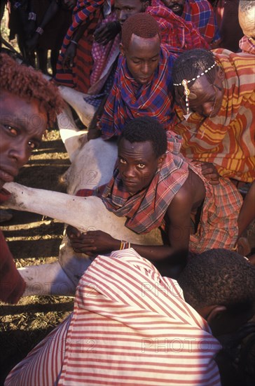 KENYA, Kajiado, A sacrificial cow is suffocated to death at the beginning of the initiation ceremony that will bring the young Maasai Moran or young warriors into manhood. The neck is slit and blood is drunk fresh after the animal has died.