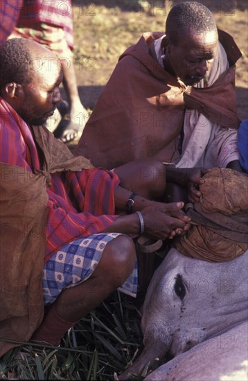 KENYA, Kajiado, A sacrificial cow is suffocated to death at the beginning of an initiation ceremony that will bring the young Maasai Moran or young warriors into manhood.