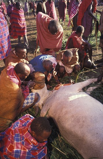 KENYA, Kajiado, A sacrificial cow is suffocated to death at the beginning of an initiation ceremony that will bring the young Maasai Moran or young warriors into manhood. The  neck is slit and blood  is drunk fresh after the animal has died.