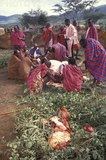 KENYA, Kajiado, Maasai elders prepare the meat feast which is part of  the initiation ceremony that will bring the maasai Moran into manhood.