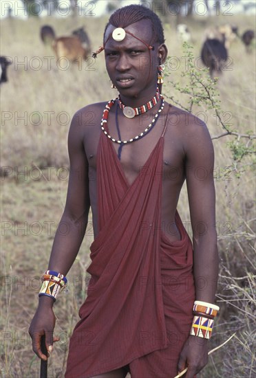 KENYA, Kajiado, Portrait of a Maasai Moran or young Maasai warrior amidst his familys herd of cattle.