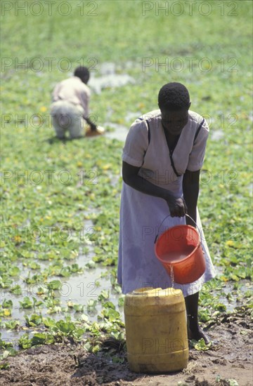 KENYA, , A woman collecting water from a lake source. Contaminated water sources are the leading cause of stomach illness in Africa.