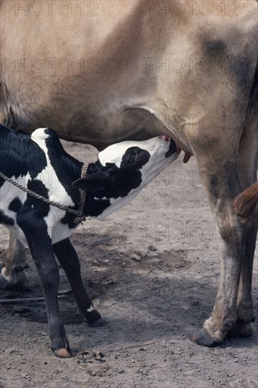 SUDAN, Farming, Four day old bull calf of highly prized black and white colour known as marial with equally prized pink nose suckling from mother. The animal will become a song ox.