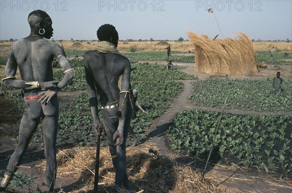 SUDAN, Farming, "Dinka men contemplating field of tobacco, the only crop grown during the dry season."