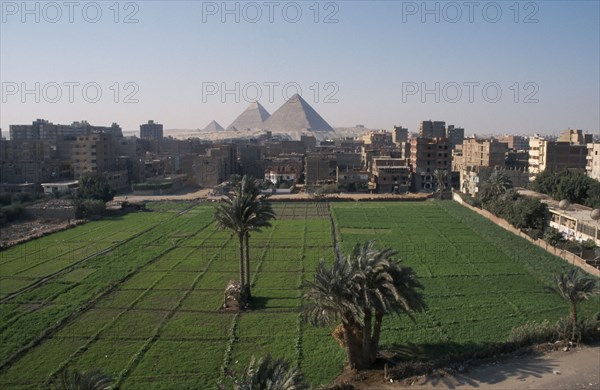 EGYPT, Cairo, Urban agriculture and view toward pyramids